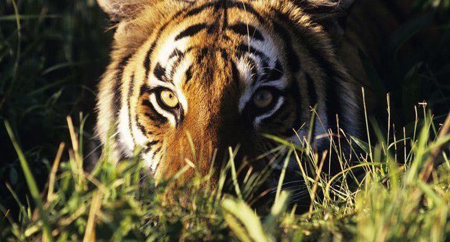 Dokument „Ziemia tygrysów” w Discovery Channel