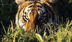 Dokument „Ziemia tygrysów” w Discovery Channel