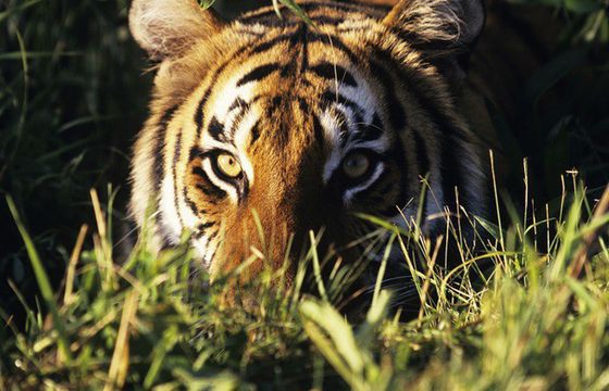 Dokument „Ziemia tygrysów” w Discovery Channel