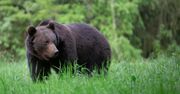 Śmiertelny atak niedźwiedzia. Ekspert wskazuje powód
