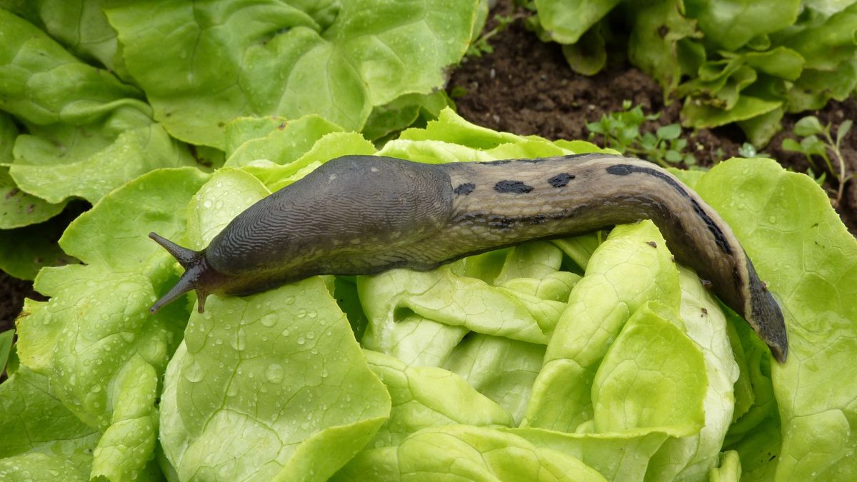 Ślimaki mogą być prawdziwym utrapieniem dla ogrodników