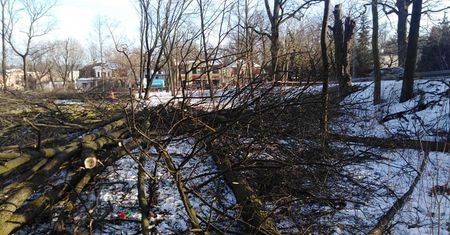 Mazowieckie. Wycięto ponad 60 zdrowych drzew w centrum Milanówka