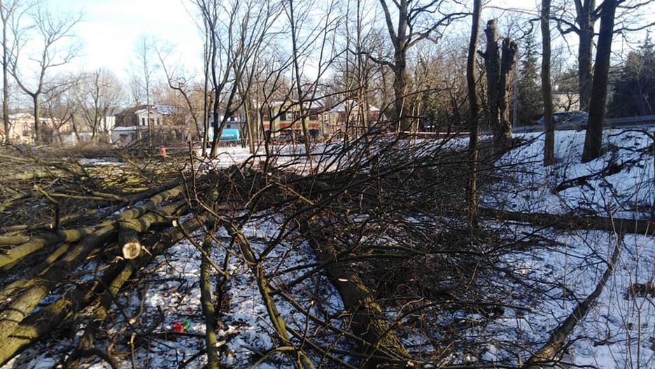 Milanówek. W centrum wycięto ponad 60 drzew