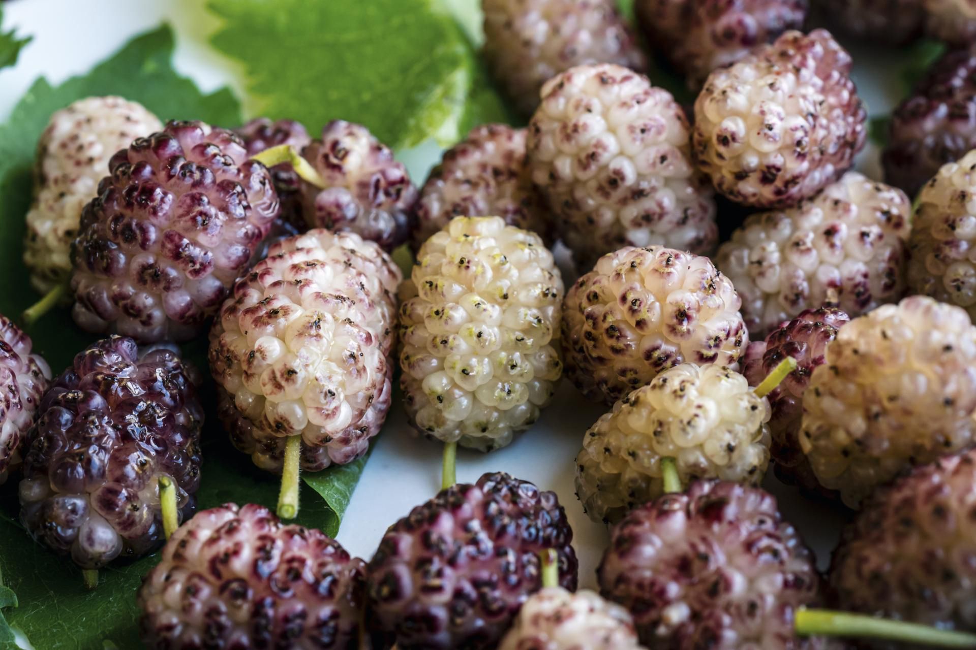 Morwa biała pomaga obniżyć cukier