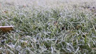 Powiat tucholski: Rolnicy rozczarowani wyceną strat po przymrozkach