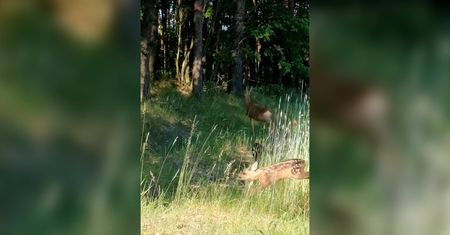 Noga z gazu. Sarna z rodziną na drodze