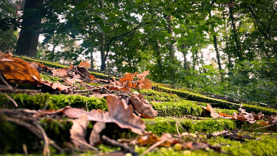 pogoda jesień las liście drzewo drzewa