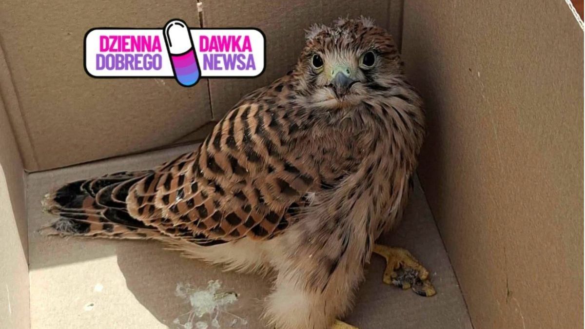 Mała pustułka dostała drugą szansę