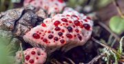 Grzyb, który wygląda jak budyń z owocami. Rośnie również w polskich lasach
