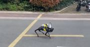 Sceny jak z filmu w Szanghaju. Na ulicach pojawiły się psy-roboty