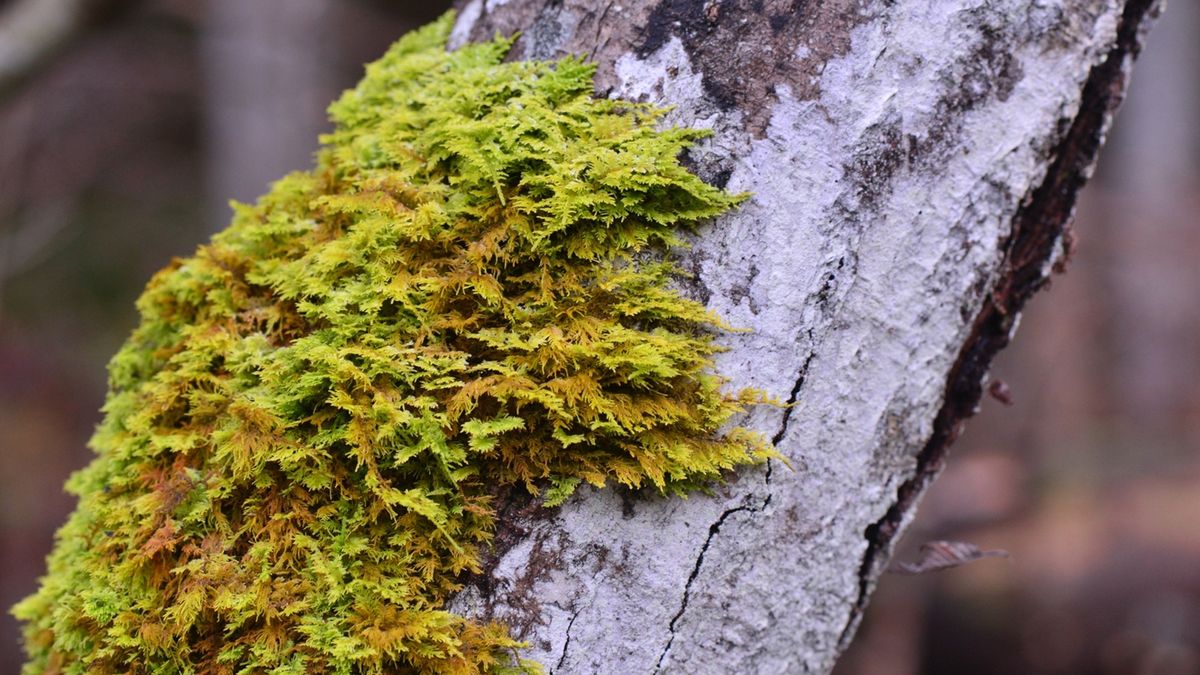 Leśnicy alarmują na Facebooku