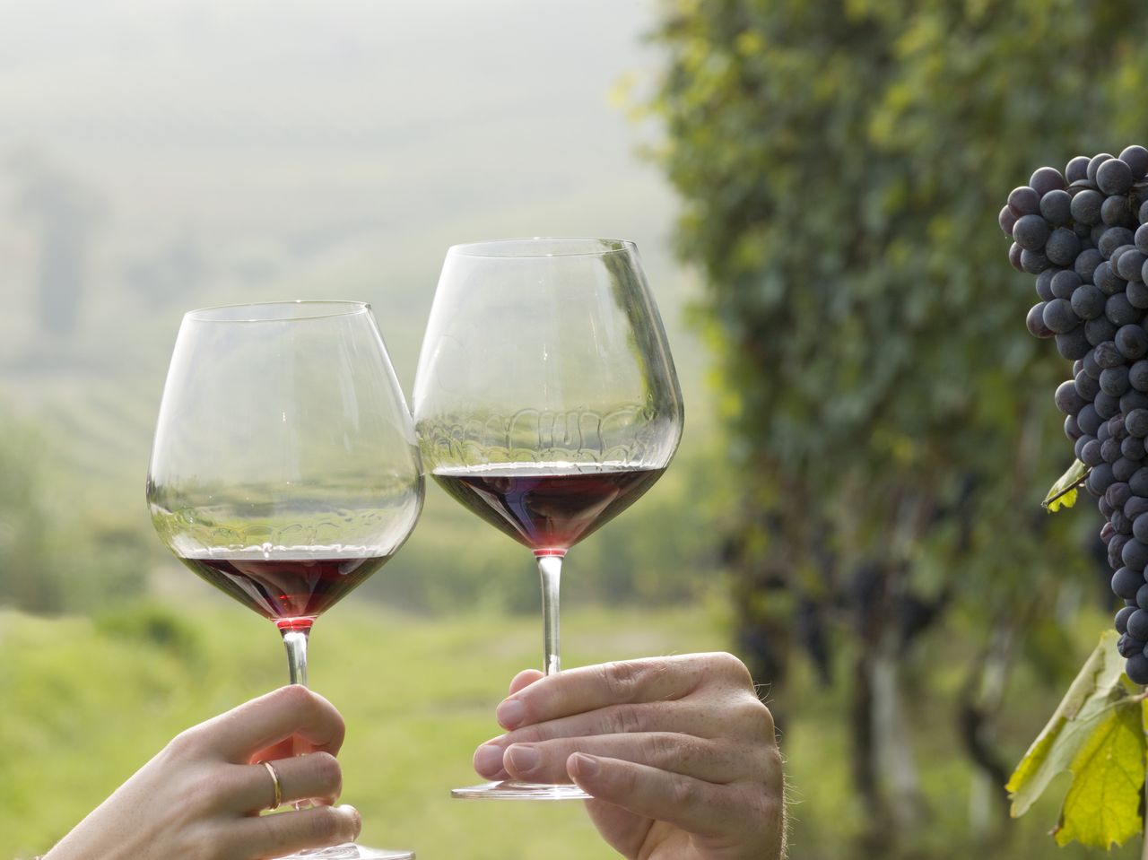 Spanische Weinbau-Tradition in Gefahr: Torres vor Umzug?