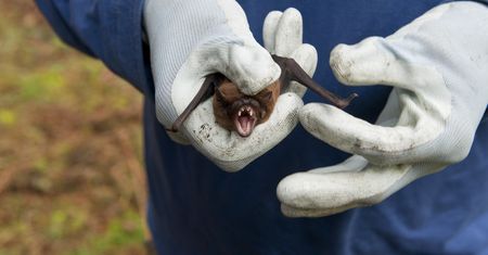 Obudził się z nietoperzem na twarzy. Kilka tygodni później 11-latek zmarł