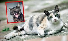 Zdumiewające odkrycie. Koty mogą pomóc w badaniach nad demencją