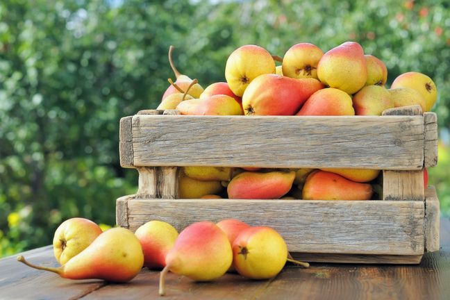 123RF: Gruszki są bogate w witaminy i składniki odżywcze