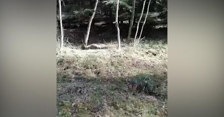 Szarża dzikiego odyńca. Oko w oko z dzikiem w Borach Tucholskich