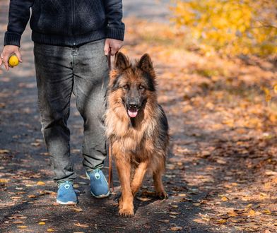 Właściciele psów mogą dostać dodatek emerytalny. Nawet ponad 500 zł