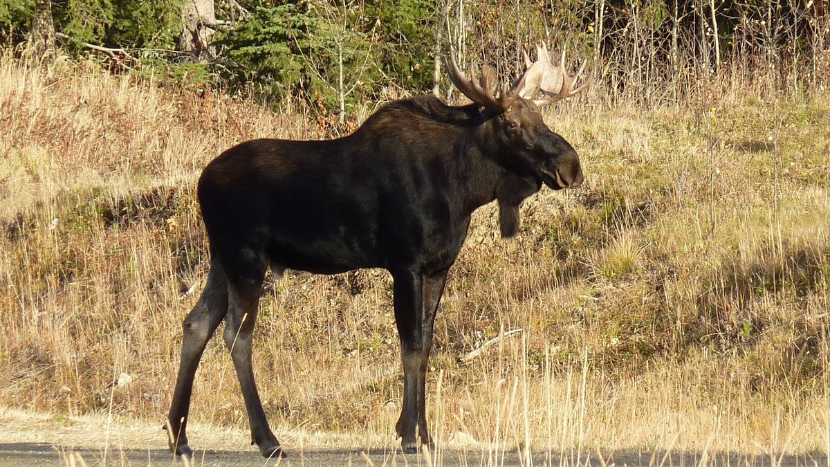 Myśliwy twierdzi, że nie odróżnił łosia od dzika