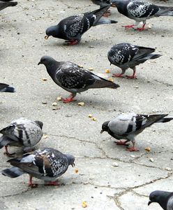 Mandat za dokarmianie gołębi. Oto kiedy można dostać karę