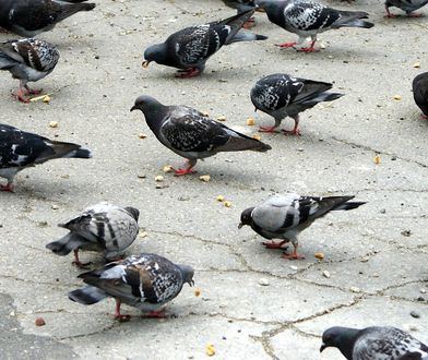 Mandat za dokarmianie gołębi. Oto kiedy można dostać karę