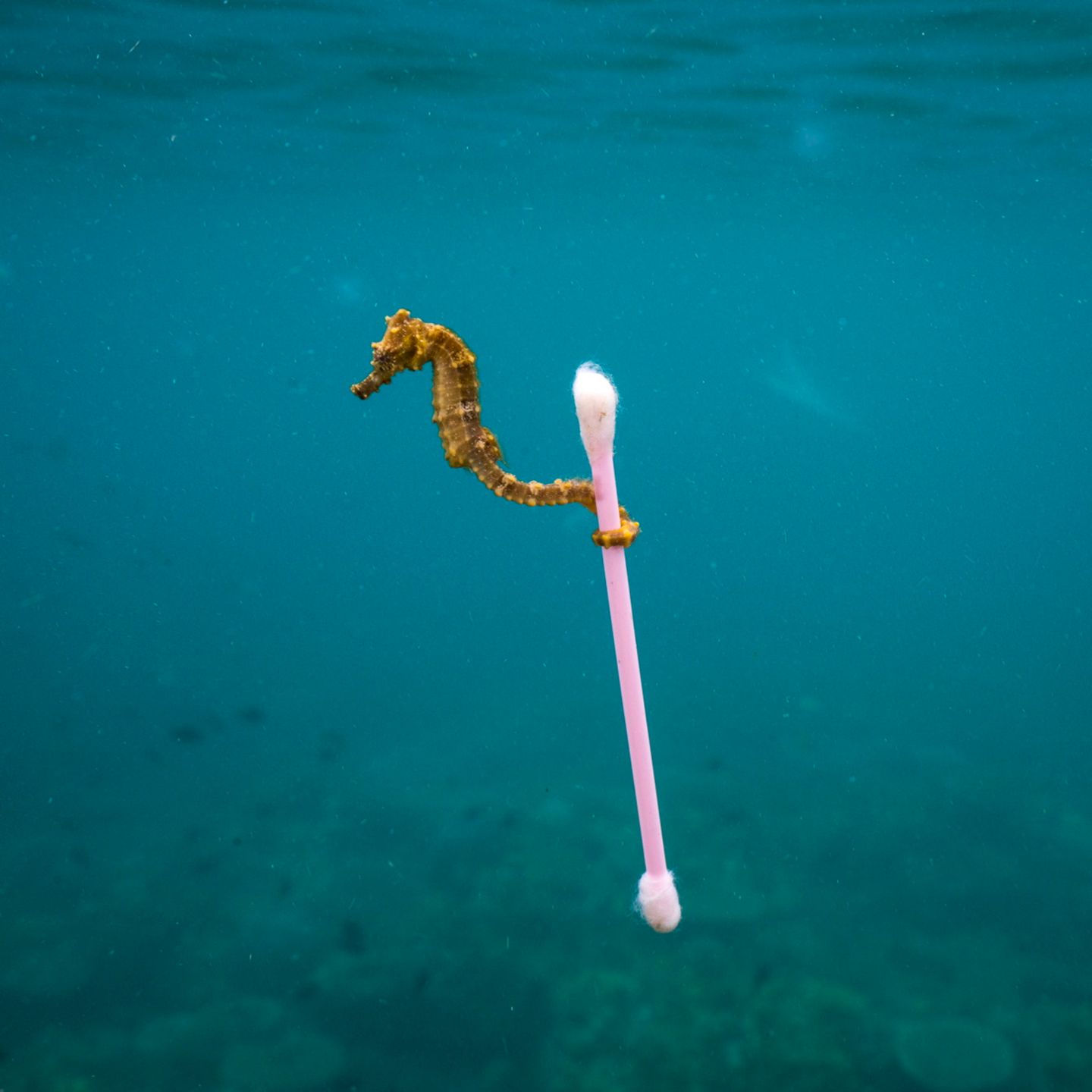 Zdjęcia finalistów Wildlife Photographer of the Year 2017 to mistrzostwo fotografii przyrody 4