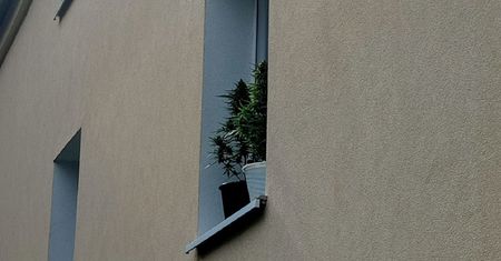 Na parapecie trzymał krzewy konopi. Potem miał problem