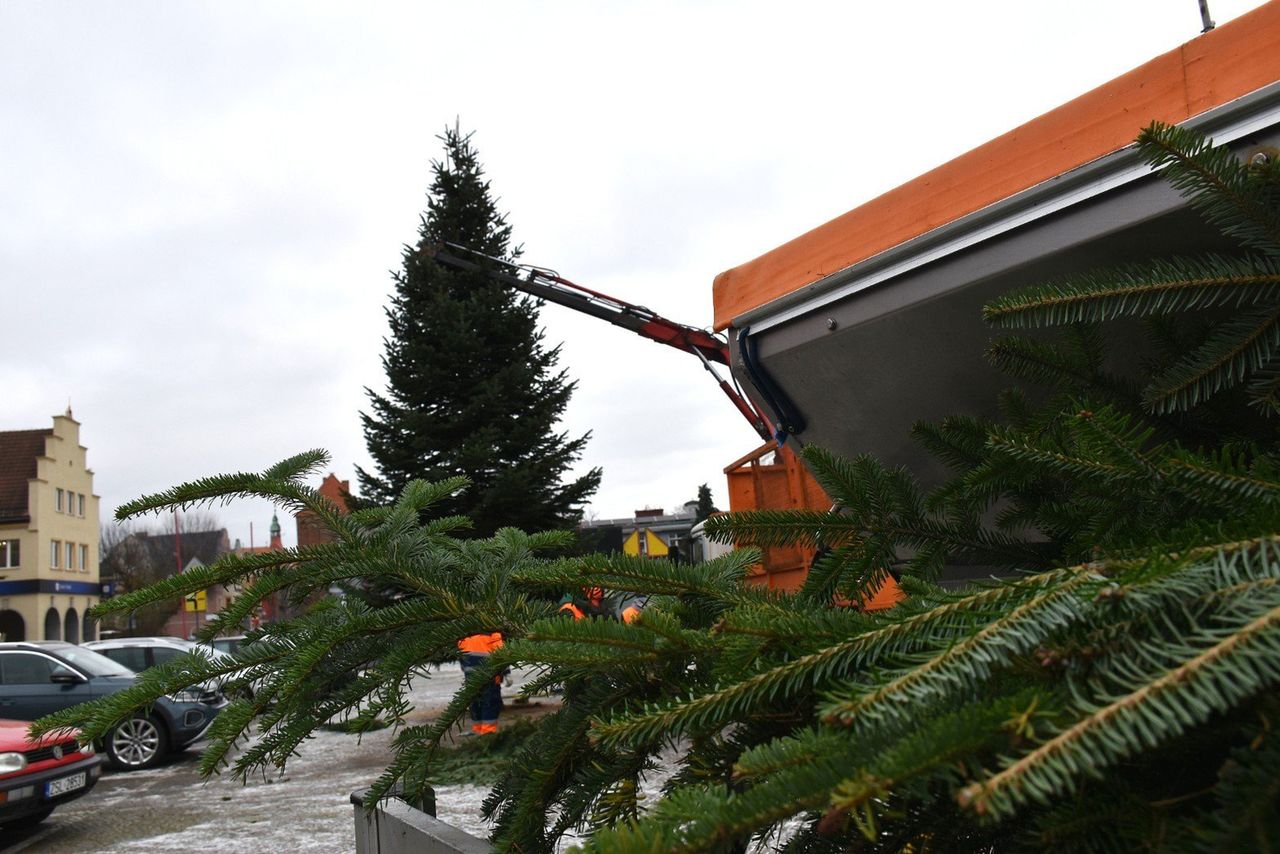 Sławno: MPGKiM zamontowało świąteczną choinkę na placu
