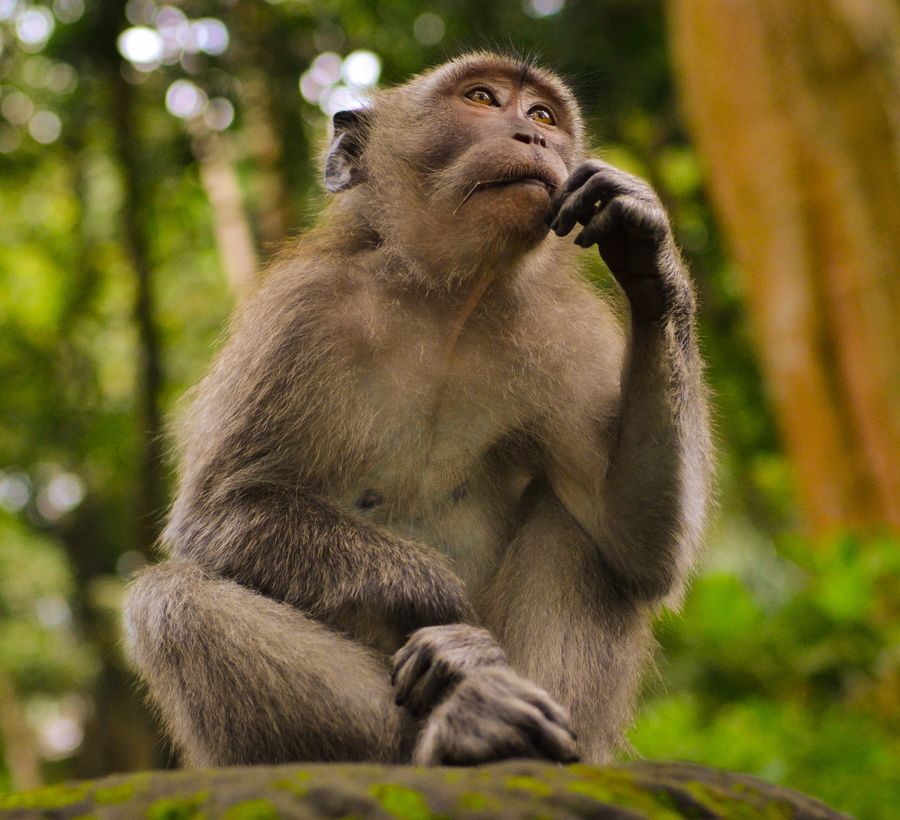 Neuralink, małpa gra w grę przy użyciu umysłu
