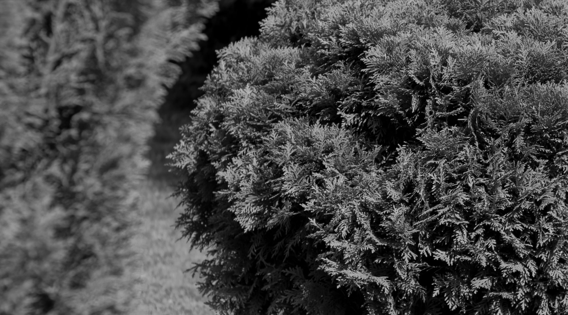 Apoteoza czterdziestu milimetrów, czyli Voigtländer Nokton 40 mm f/1,4 Classic 32