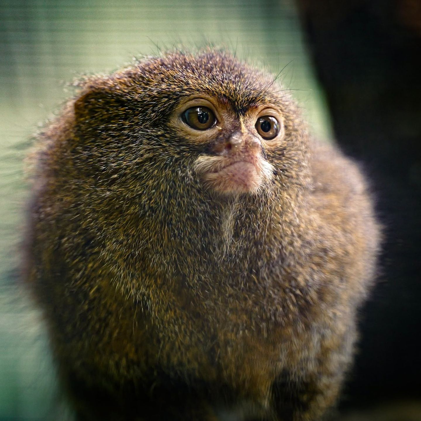 Nowi lokatorzy w płockim ZOO