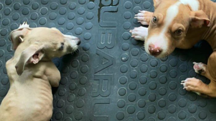 Psy były bardzo wychudzone i słabe