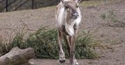 Nowy mieszkaniec w ZOO Płock prosto z północy. Poznajcie Merkita, młodego renifera fińskiego