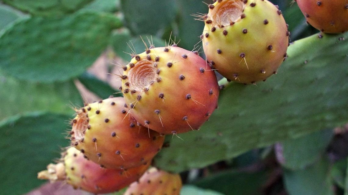 Opuncja figowa niejednokrotnie nazywana jest również indyjską gruszką lub figą kaktusową. Roślina pochodząca z Meksyku zaliczana jest do roślin pustynnych