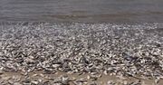 Szokujący widok w pobliżu Houston. Tysiące martwych ryb leżało na plażach