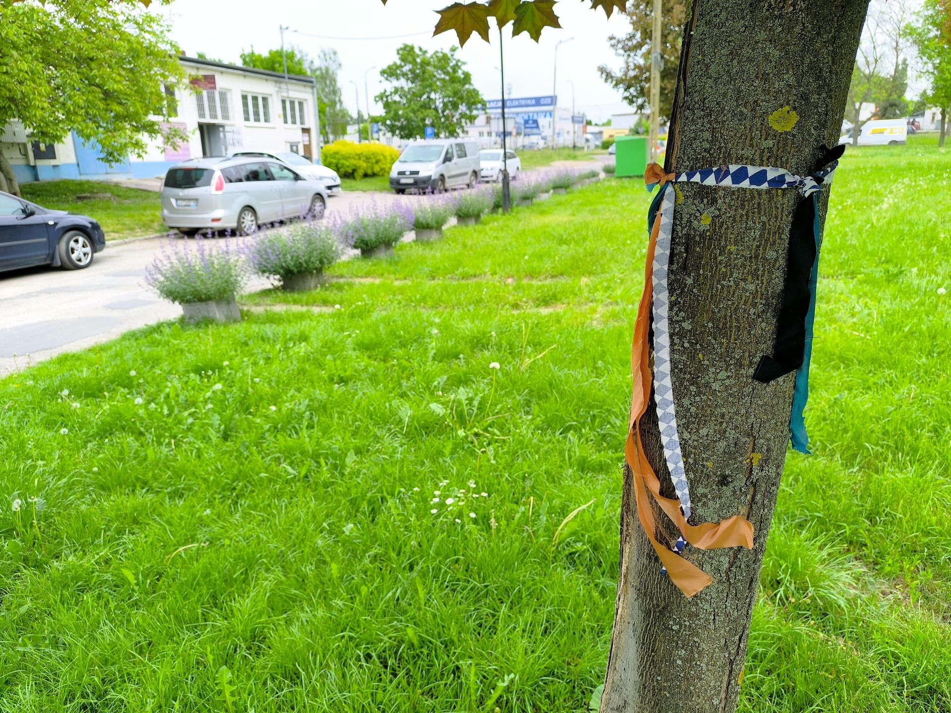 Wstążki na drzewach przeznaczonych do wycięcia