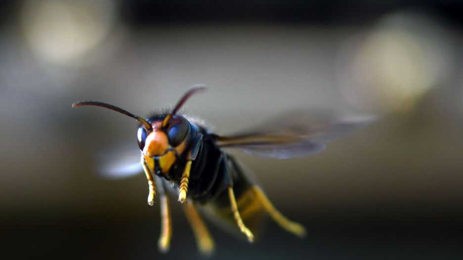 arch36TOPSHOT - An Asian hornet (Vespa velutina) flies on September 14, 2019 in Loue, northwestern France. (Photo by JEAN-FRANCOIS MONIER / AFP)JEAN-FRANCOIS MONIER
