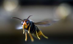 Żarłoczne i niebezpieczne owady atakują na południu Europy