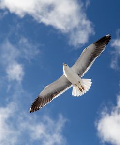 Coś zabiło mewy. Służby ostrzegają, "Nie zbliżać się"