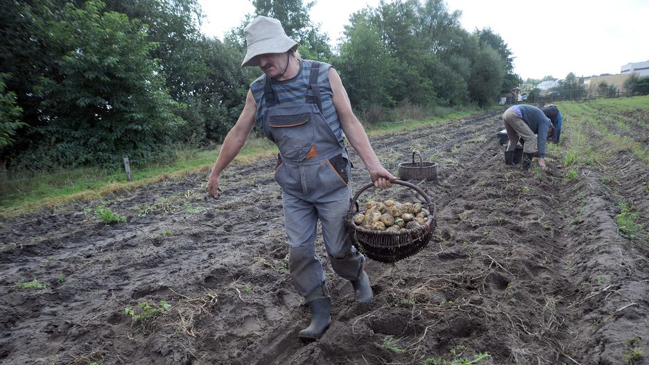 Przeciwnicy Andrzeja Dudy chcą bojkotować plony rolników z Podkarpacia