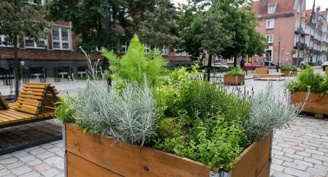 W Gdańsku powstały miejskie farmy ziół