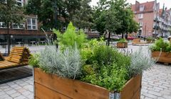 W Gdańsku powstały miejskie farmy ziół