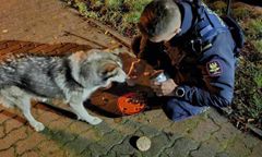 Nie wahali się ani chwili. Gdy go zobaczyli, wkroczyli do akcji