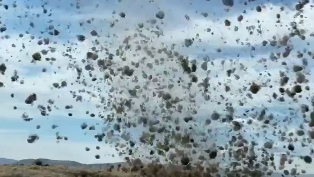 Tornado biegaczy pustynnych nawiedziło Stany Zjednoczone. Nagranie uchwycił jeden z kierowców. 