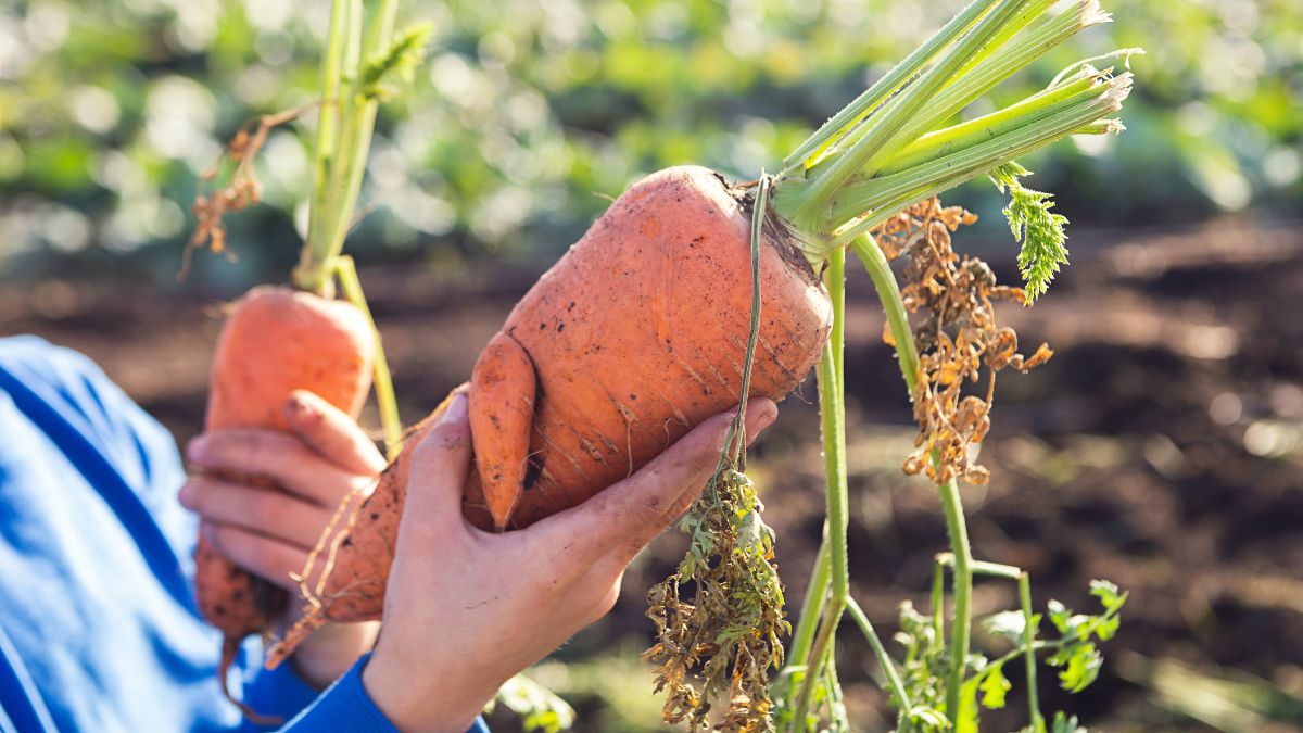 Duża marchew na polu.