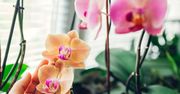 Ten trik sprawi, że storczyki będą rosły jak szalone. Ta metoda to 100 proc. natury