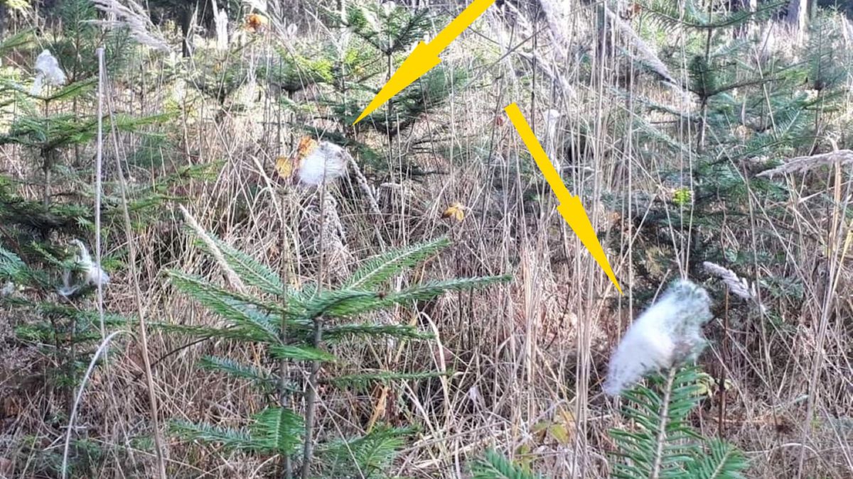 Na młodych jodłach pojawiły się białe kłębki. Co to takiego? 