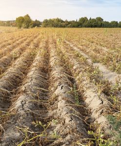 Як цьогорічна посуха в Польщі вплинула на сільське господарство