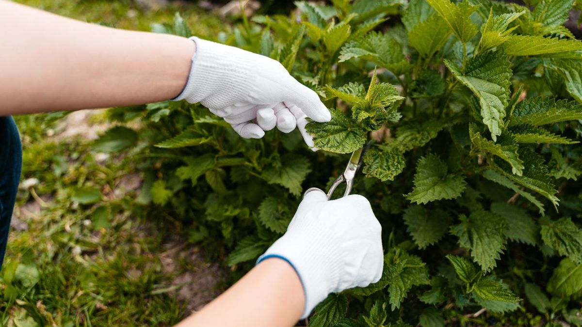 Reguluje poziom cukru i obniża cholesterol. Chwast chroni też przed rakiem