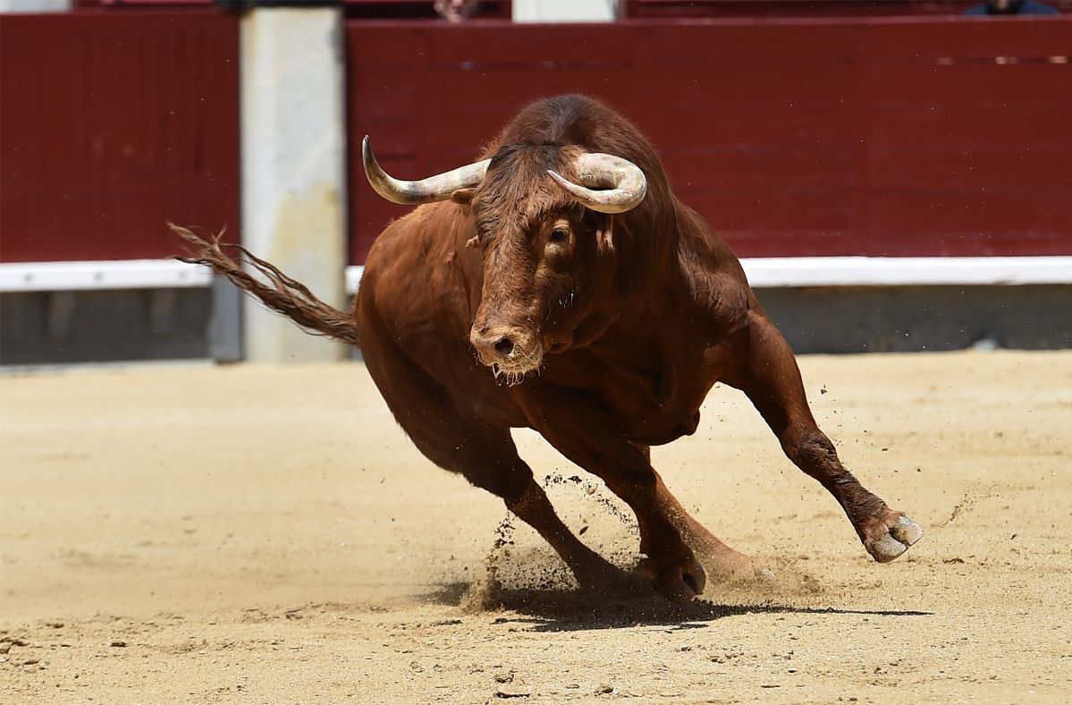 Colombia bans bullfighting