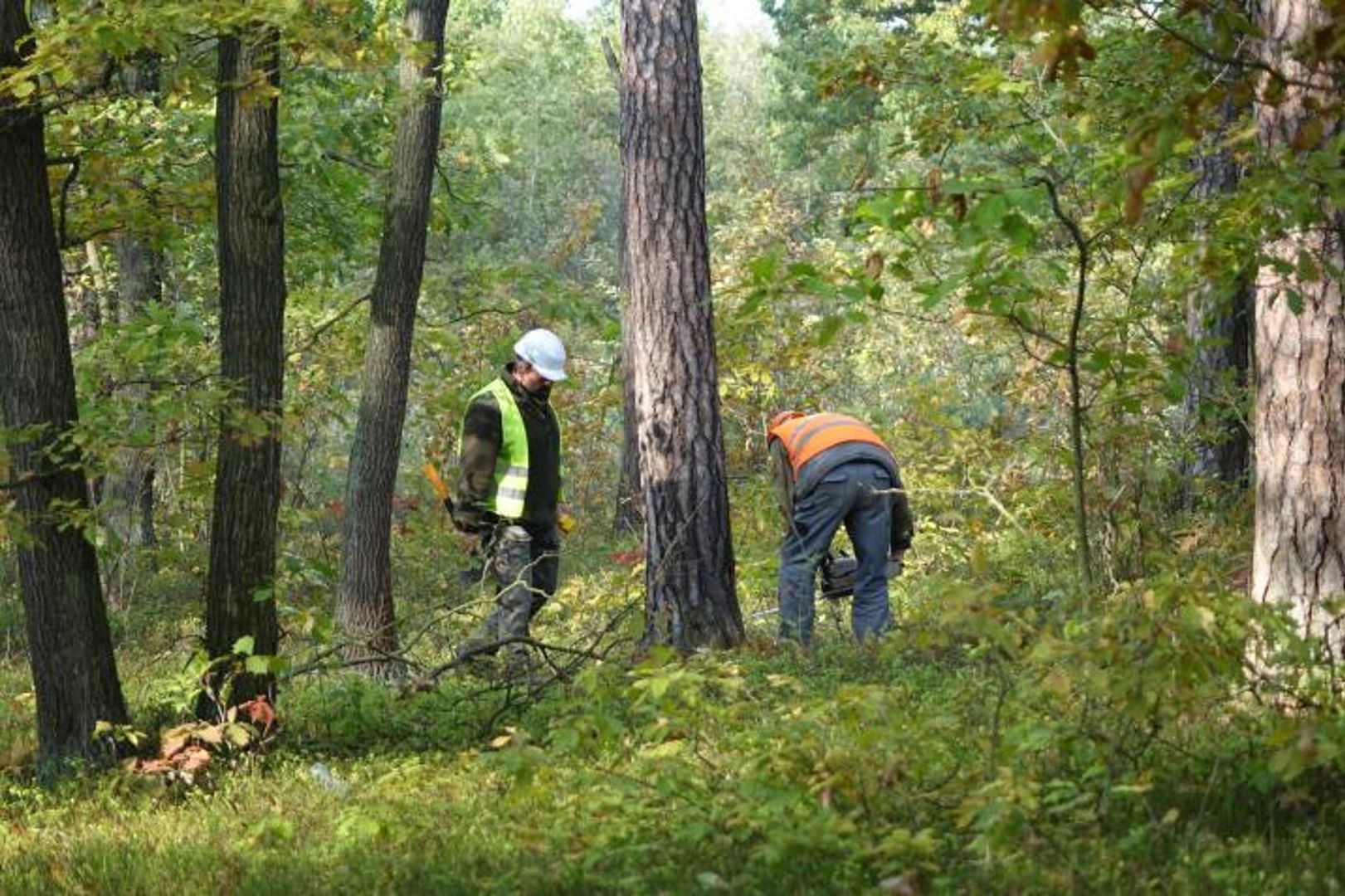Przyłapali leśniczego. Skandal w Lasach Państwowych. "Ogromna ilość"